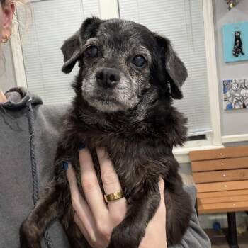 Pug and Chihuahua Dogs Available for Adoption - Lucinda | PetCurious