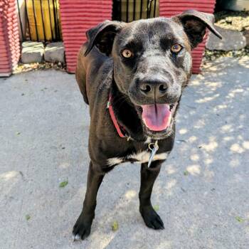 Labrador Retriever Dogs Available for Adoption in Wake Forest, North Carolina - Jingles | PetCurious