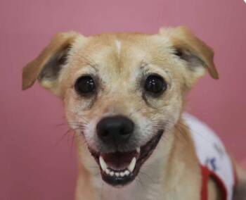 Woody -  Terrier and Jindo Dog for Adoption in San Ramon, California - Woody | PetCurious