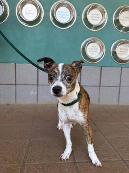 Pachi -  Rat Terrier and Mixed Breed Dog for Adoption in Honolulu, Hawaii - Pachi | PetCurious