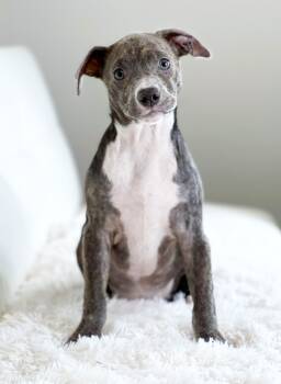 Rescue Mixed Breed Dogs for Adoption in Savage, Minnesota - Little Rascals Litter - Darla | PetCurious