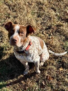 Rescue Mixed Breed Dogs for Adoption in New York, New York - Cannoli | PetCurious