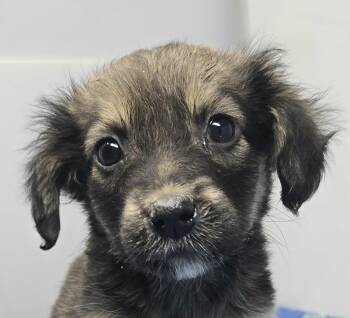 Augusta -  Spaniel Dog Available for Adoption in Newport, Tennessee - Augusta | PetCurious