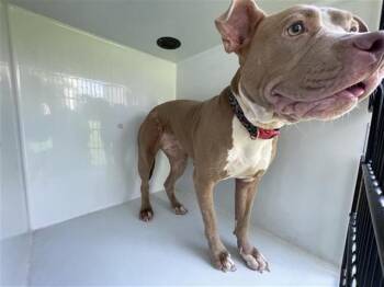 A658211 -  Pit Bull Terrier and Mixed Breed Dog for Adoption in Houston, Texas - A658211 | PetCurious