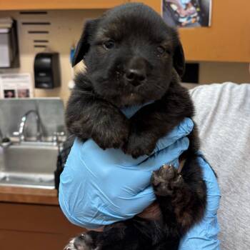 Rocky -  Shepherd and Pit Bull Terrier Dog for Adoption in Birmingham, Alabama - Rocky | PetCurious