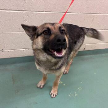 Mixed Breed Dogs Available for Adoption in Memphis, Tennessee - Luna | PetCurious