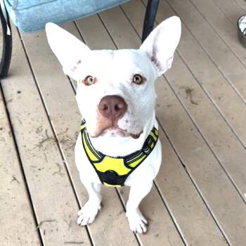 Plankton -  Mixed Breed Dog for Adoption in Lake Jackson, Texas - Plankton | PetCurious