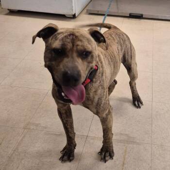 Mixed Breed Dogs Available for Adoption in Lake Panasoffkee, Florida - Flash | PetCurious