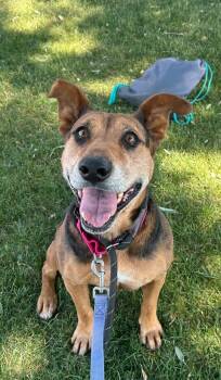 Rescue Cattle Dog and Shepherd Dogs for Adoption in Fort Lupton, Colorado - Lin-Ling | PetCurious