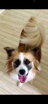 Brownie -  Shepherd and Australian Shepherd Dog for Adoption in Irwin, Pennsylvania - Brownie | PetCurious