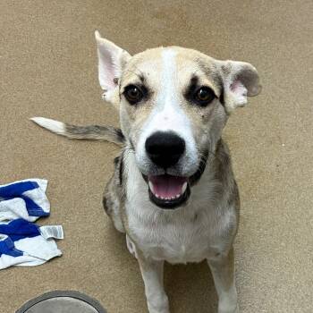 Peppercorn -  Catahoula Leopard Dog and Mixed Breed Dog for Adoption in Corpus Christi, Texas - Peppercorn | PetCurious