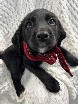 Coral -  Black Labrador Retriever Dog for Adoption in Hawk Point, Missouri - Coral | PetCurious