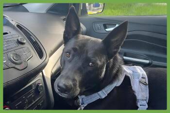 Hannah -  Pit Bull Terrier and Shepherd Dog for Adoption in Amherst, Massachusetts - Hannah | PetCurious