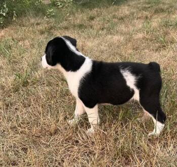 Marta -  Mixed Breed Dog for Adoption in Wyoming, Michigan - Marta | PetCurious