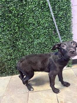 61384994 -  Mixed Breed Dog for Adoption in El Paso, Texas - 61384994 | PetCurious