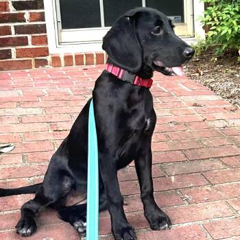 Bunny -  Black Labrador Retriever and Dachshund Dog for Adoption in Silver Spring, Maryland - Bunny | PetCurious