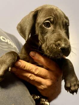 Cairo -  Great Dane Dog for Adoption in Maryville, Tennessee - Cairo | PetCurious