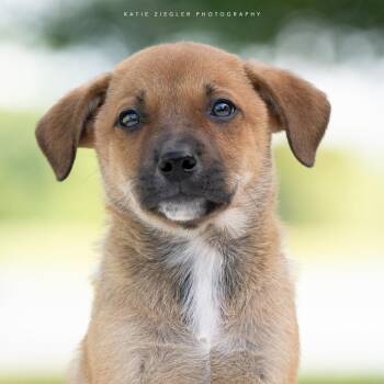 Oberon -  Mixed Breed Dog for Adoption in Huntsville, Alabama - Oberon | PetCurious