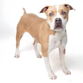 Bentley -  Pit Bull Terrier Dog for Adoption in Palm Springs, California - Bentley | PetCurious