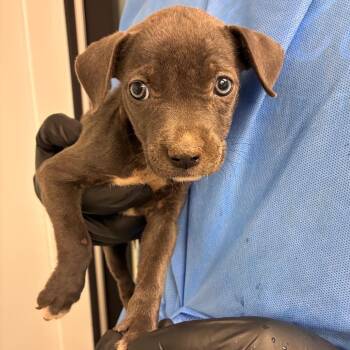 Susan -  Pit Bull Terrier and Mixed Breed Dog for Adoption in Abilene, Texas - Susan | PetCurious