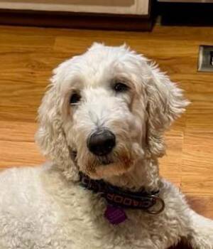 Marina ( I need a foster) -  Labradoodle and Mixed Breed Dog for Adoption in Ellicott City, Maryland - Marina ( I Need A Foster) | PetCurious