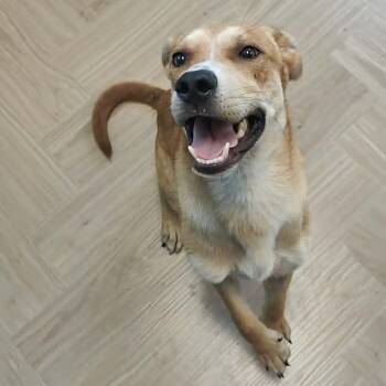 Spud -  Yellow Labrador Retriever Dog for Adoption in Manchester, Tennessee - Spud | PetCurious