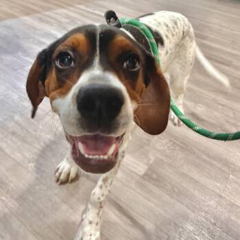 Beagle and Boxer Dogs Available for Adoption in Chesapeake, Virginia - Tommy | PetCurious