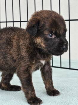 James -  Chihuahua Dog for Adoption in Colorado Springs, Colorado - James | PetCurious