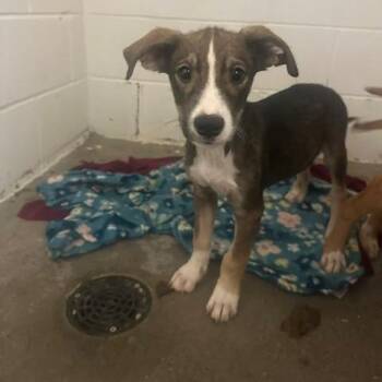 Dierks -  Black Labrador Retriever and Beagle Dog for Adoption in Enterprise, Alabama - Dierks | PetCurious