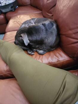 Rescue Labrador Retriever Dogs for Adoption in North Miami Beach, Florida - Duke | PetCurious