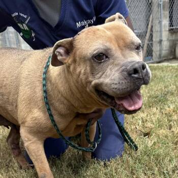 Rescue Pit Bull Terrier Dogs for Adoption in Columbia, South Carolina - Rita | PetCurious