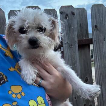 Shih Tzu and Mixed Breed Dogs Available for Adoption - Lafonda | PetCurious