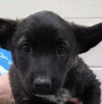 Mixed Breed Dogs Available for Adoption in West Chester, Pennsylvania - Lexington | PetCurious