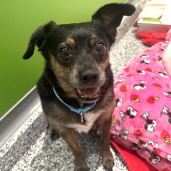 Truman -  Chihuahua and Mixed Breed Dog for Adoption in Wantagh, New York - Truman | PetCurious