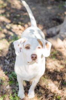 Rescue Basset Hound Dogs for Adoption in Newburgh, Indiana - Boscoe | PetCurious