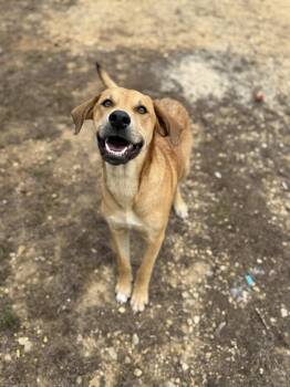 Labrador Retriever and Shepherd Dogs Available for Adoption in Randolph, New Jersey - Ranger-Foster Or Adopt | PetCurious
