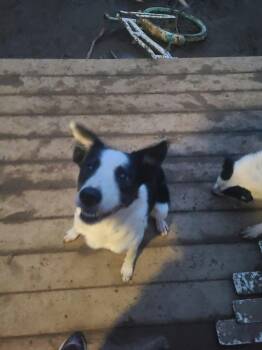 Courtesy listing - Kismit -  Border Collie Dog for Adoption in Bend, Oregon - Courtesy Listing - Kismit | PetCurious