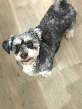 Rescue Schnauzer and Dachshund Dogs for Adoption in Elloree, South Carolina - Matty | PetCurious