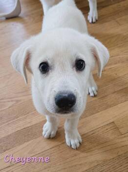 Cheyenne -  Mixed Breed Dog for Adoption in Kenosha, Wisconsin - Cheyenne | PetCurious
