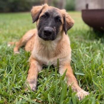 Rescue Anatolian Shepherd and Mixed Breed Dogs for Adoption in Richmond, California - BETH | PetCurious