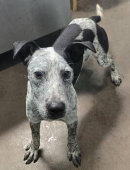 Niamh -  Australian Cattle Dog Blue Heeler and Pit Bull Terrier Dog for Adoption in Graham, Texas - Niamh | PetCurious