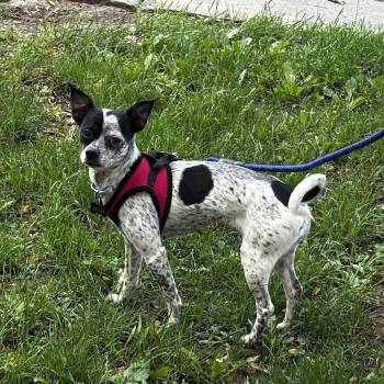 Sugar -  Chihuahua and Mixed Breed Dog for Adoption in Madison, Wisconsin - Sugar | PetCurious