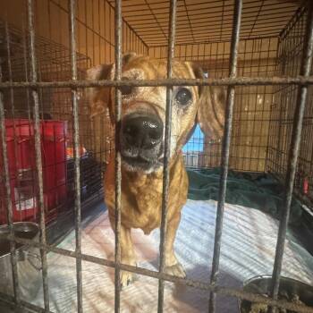 Junior -  Dachshund Dog for Adoption in Anahuac, Texas - Junior | PetCurious
