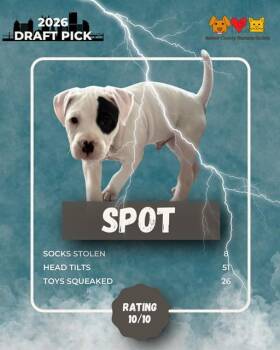 German Shepherd Dog and Mixed Breed Dogs Available for Adoption in Aliquippa, Pennsylvania - SPOT | PetCurious