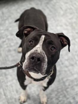 Pit Bull Terrier and Mixed Breed Dogs Available for Adoption - LUCKY | PetCurious