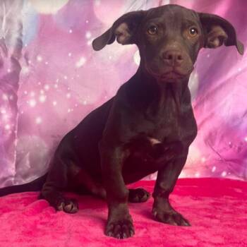 Ryder -  Mixed Breed Dog for Adoption in Fort Collins, Colorado - Ryder | PetCurious