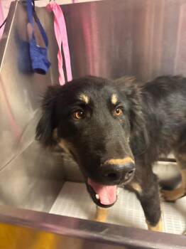 Buddy -  German Shepherd Dog and Labrador Retriever Dog for Adoption in Morgantown, Kentucky - Buddy | PetCurious