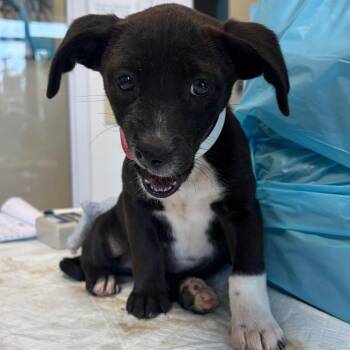 Terrier and Cattle Dog Dogs Available for Adoption in Nashville, Tennessee - Kipper | PetCurious