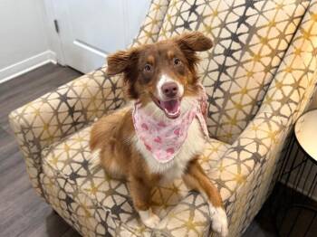 Australian Shepherd and Pomeranian Dogs Available for Adoption in Friendswood, Texas - Roxanne Tiny Rodeo Girl | PetCurious