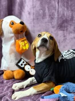 Minnie -  Hound Dog for Adoption in Munfordville, Kentucky - Minnie | PetCurious